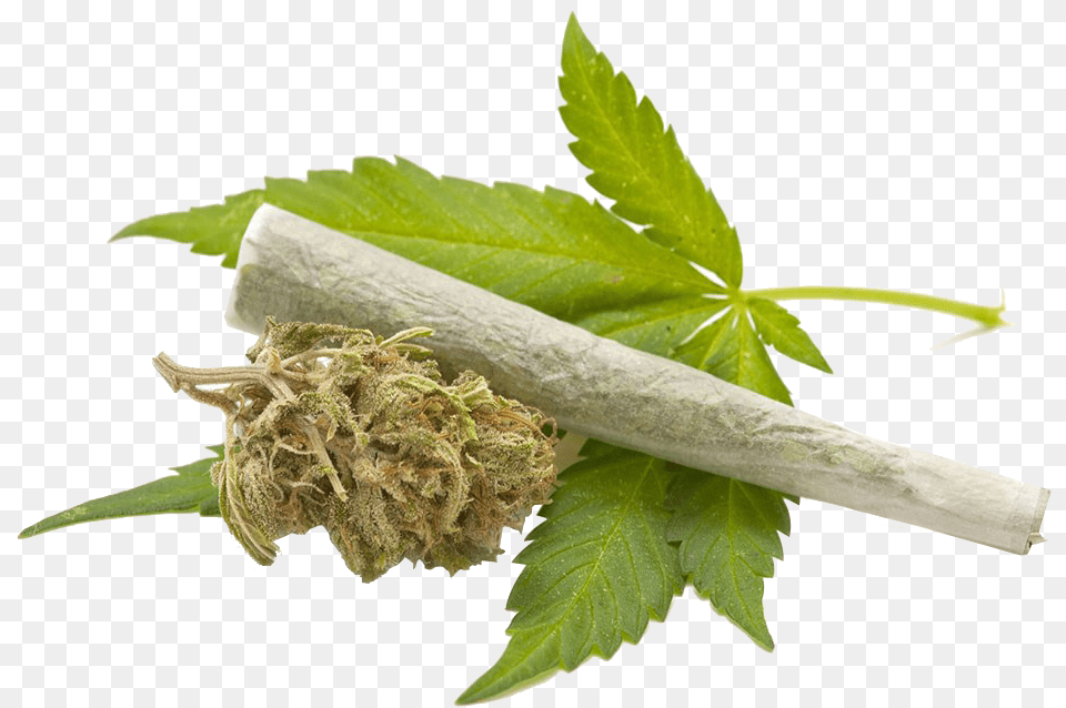 Marijuana Leaf Transparent Background, Herbal, Herbs, Plant, Weed Free Png Download