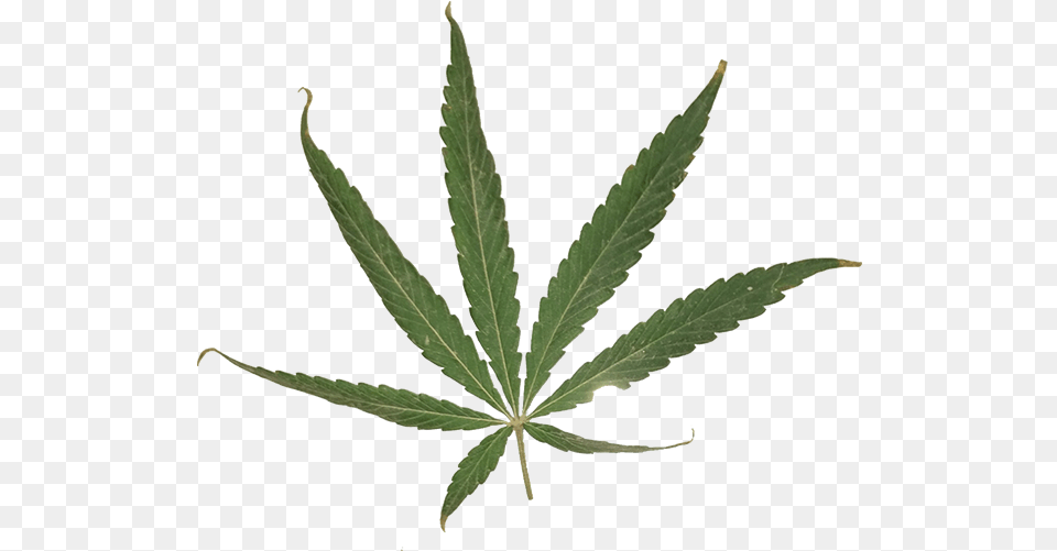 Marijuana Leaf Transparent Sativa Leaf, Plant, Hemp, Weed Free Png