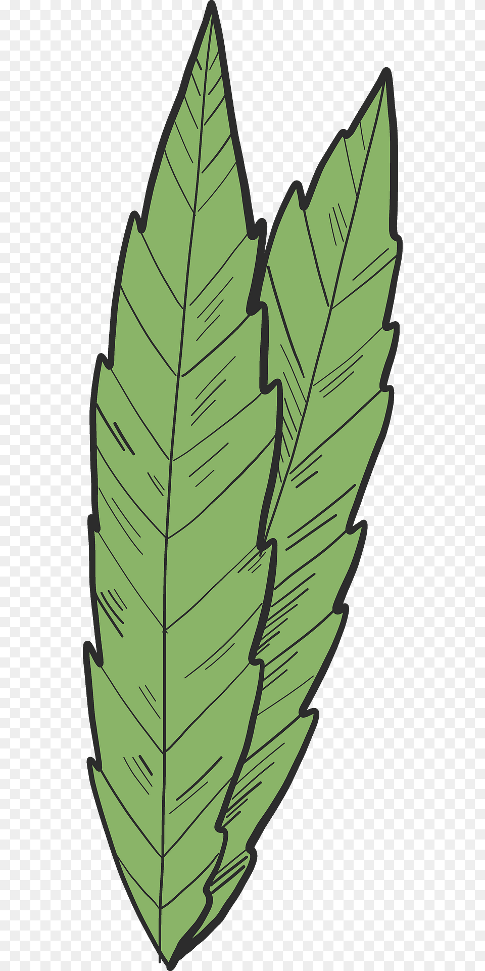 Marijuana Leaves Clipart, Leaf, Plant, Tree, Dynamite Png Image