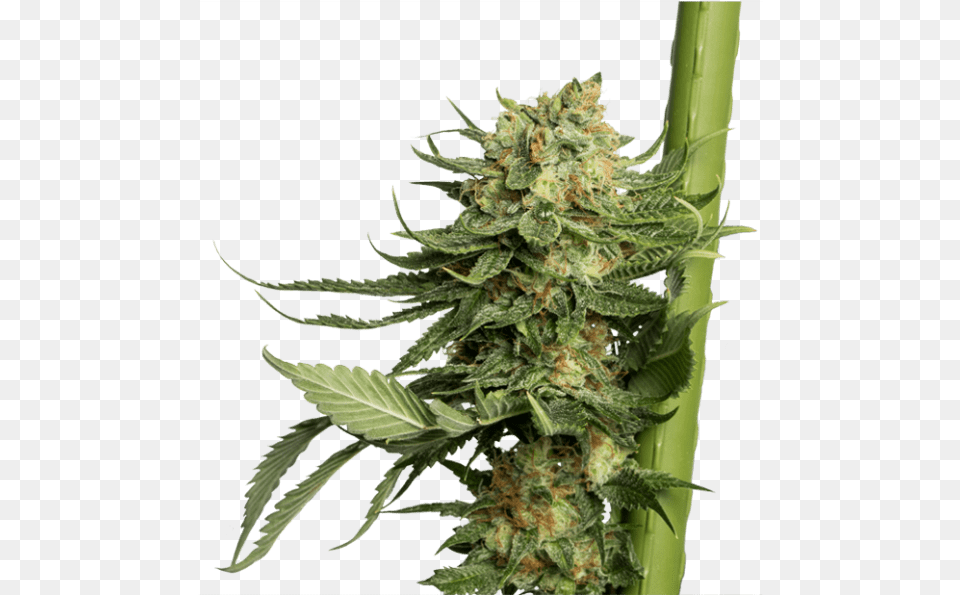 Marijuana Plant 24k Gold Dna Genetics, Hemp, Weed, Leaf Png