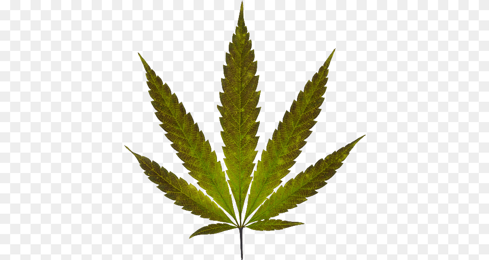 Marijuana Plant, Leaf, Tree, Weed Free Png Download