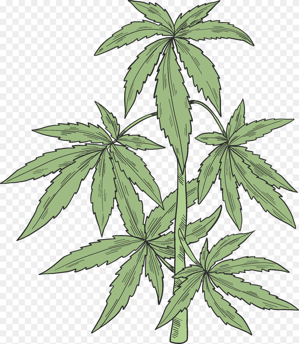 Marijuana Plant Clipart, Leaf, Hemp Free Png Download