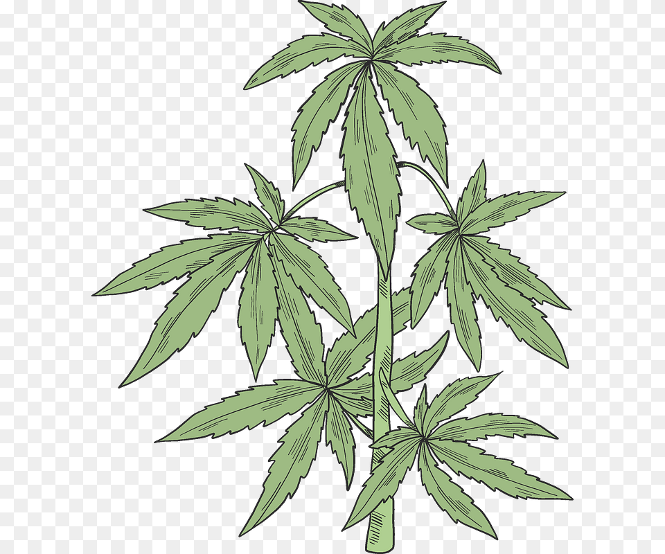 Marijuana Plant Clipart Cannabis, Leaf, Hemp Png