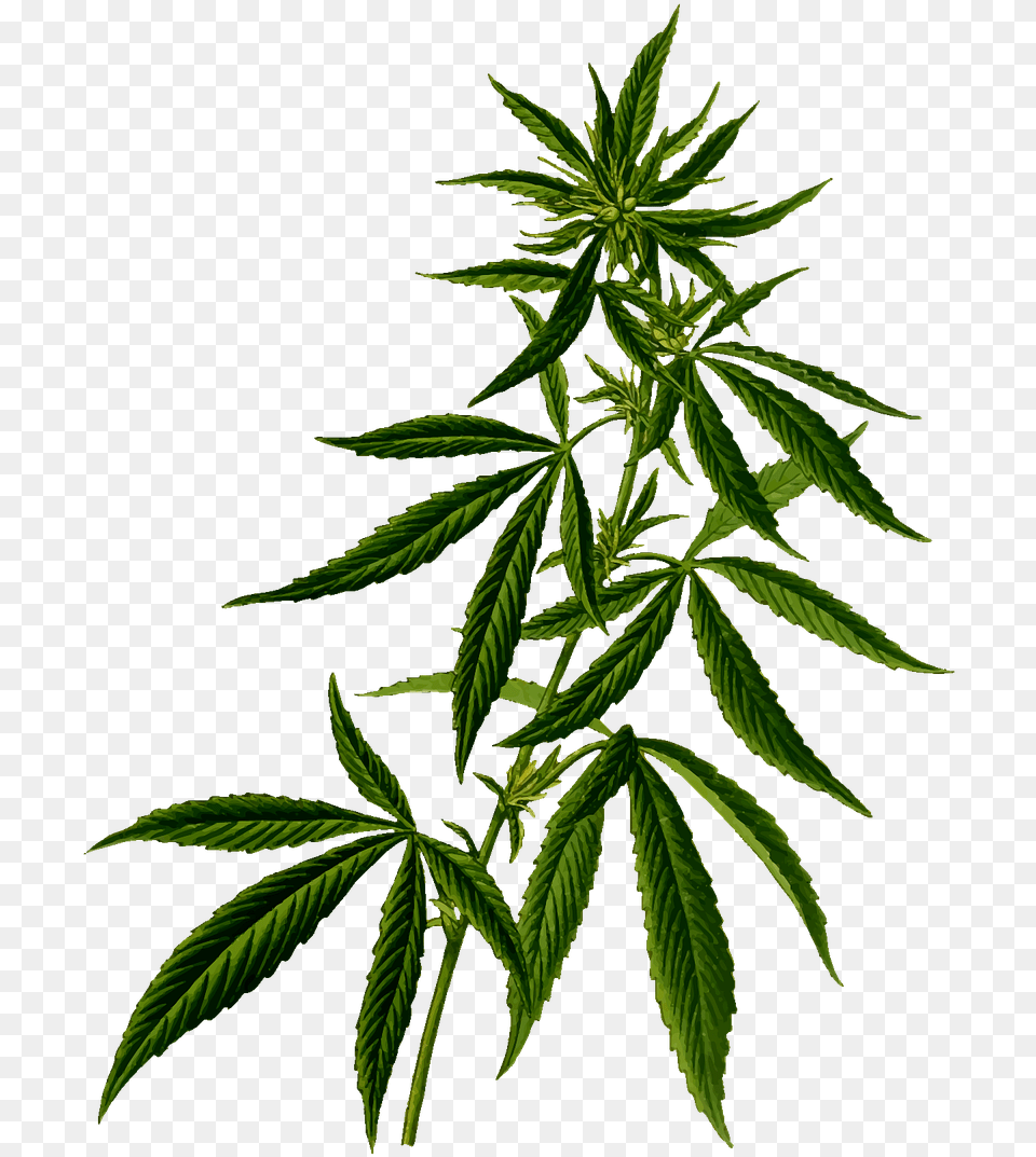 Marijuana Plant Marijuana Plant, Leaf, Hemp Free Transparent Png