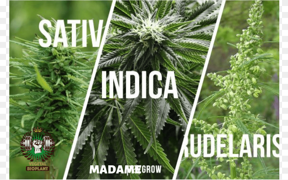 Marijuana Plant Tipos De Plantas De Marihuanas, Hemp, Vegetation, Herbal, Herbs Free Png Download