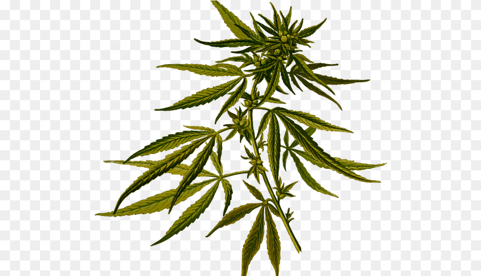 Marijuana Real Estate California Botanical Illustration Of Hemp, Leaf, Plant, Weed Png