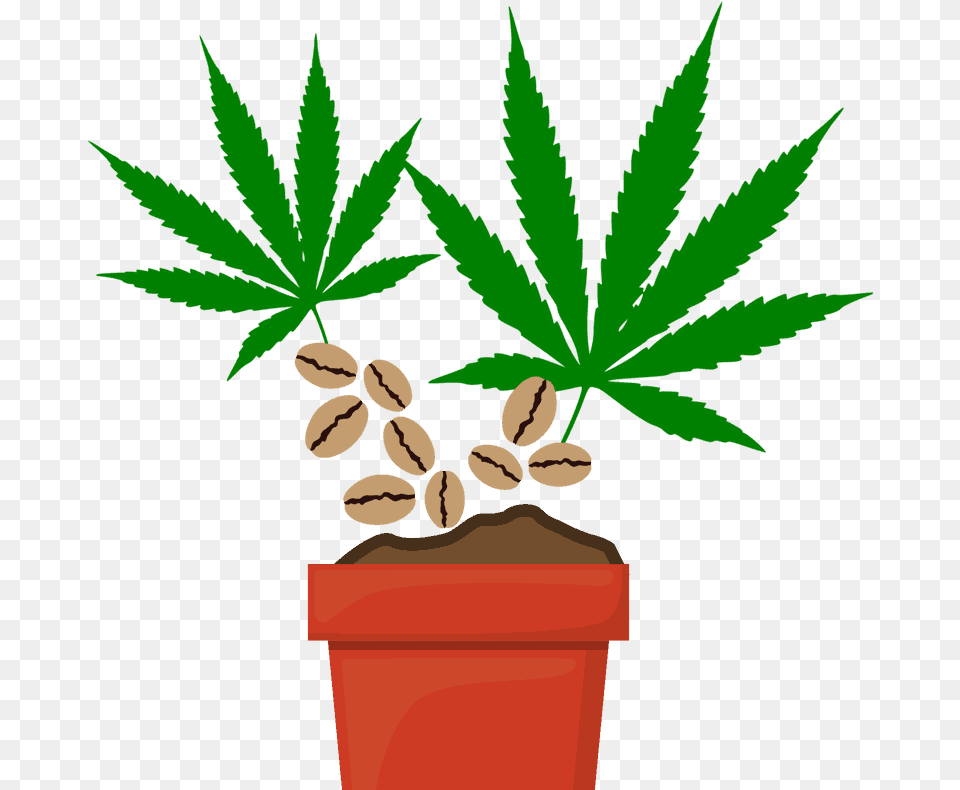 Marijuana Seeds Illegal Weed, Leaf, Plant, Hemp Png