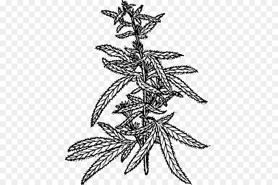 Marijuana Weed Ing Sketch Template Hemp, Art, Drawing, Animal, Bird Free Transparent Png