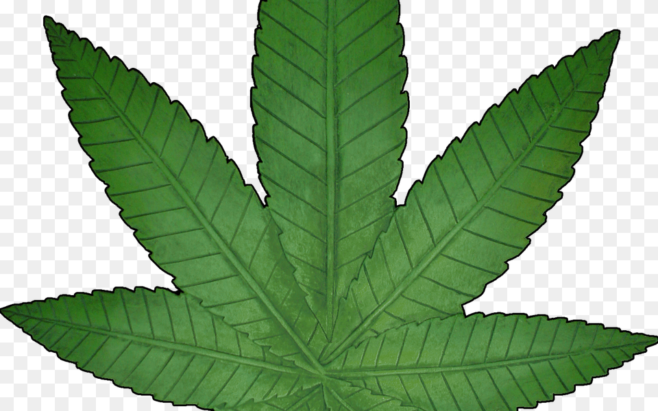 Marijuana Weed Leaf Hot Trending Now, Plant Png