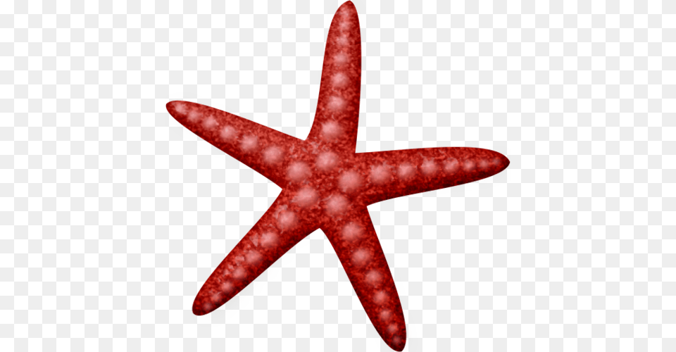 Marine Animals, Animal, Sea Life, Invertebrate, Starfish Free Png