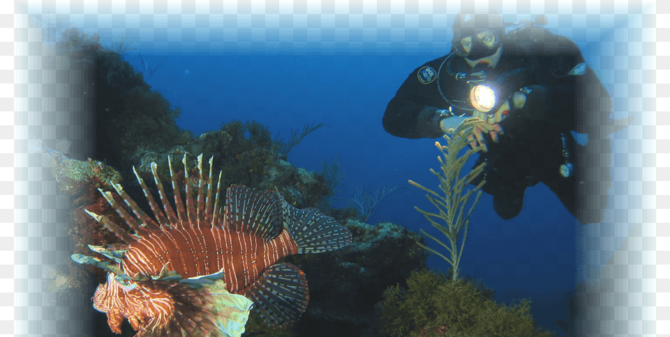 Marine Biology, Adventure, Sport, Scuba Diving, Person Free Png