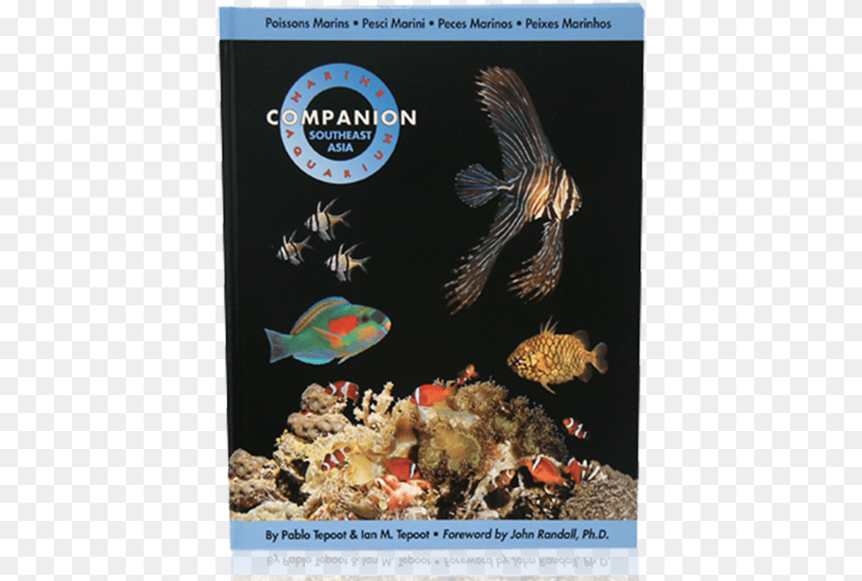 Marine Biology, Water, Sea Life, Sea, Reef Free Png Download