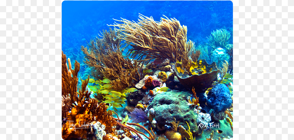 Marine Biology, Animal, Sea Life, Sea, Reef Png
