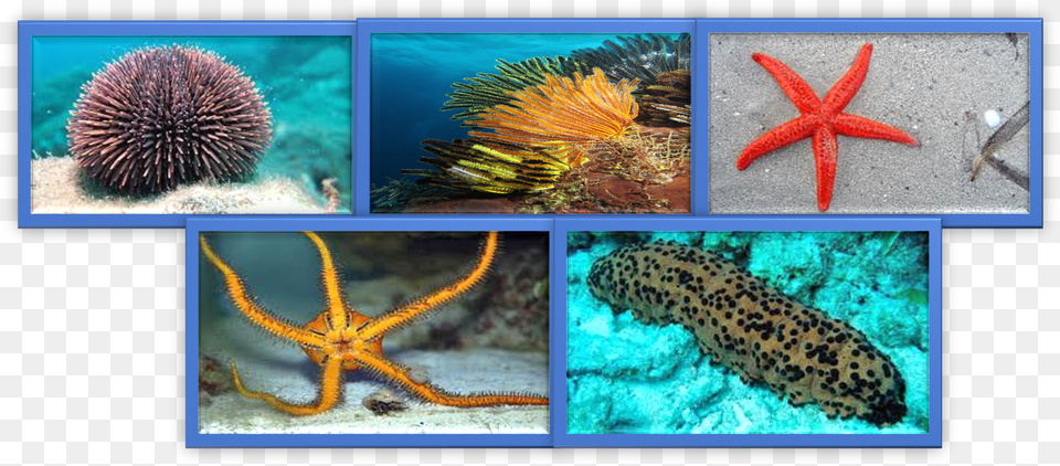 Marine Biology, Animal, Fish, Sea Life, Invertebrate Png
