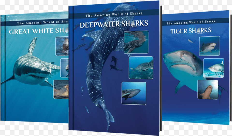 Marine Biology, Animal, Sea Life, Fish, Shark Free Png Download