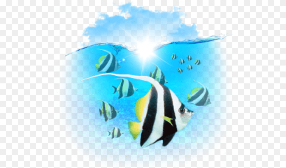 Marine Biology Clipart Computer Icons Clip Art Portable Network Graphics, Animal, Fish, Sea Life, Angelfish Png