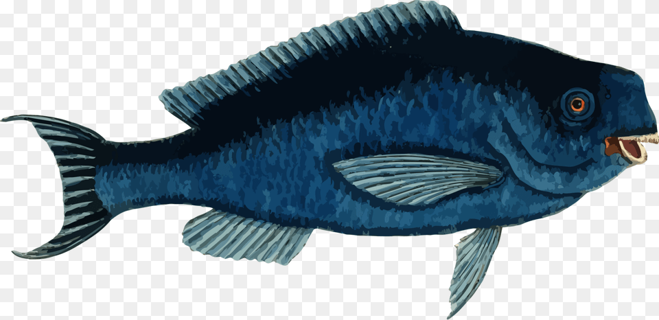 Marine Biologyelectric Bluefin, Animal, Fish, Sea Life, Carp Png
