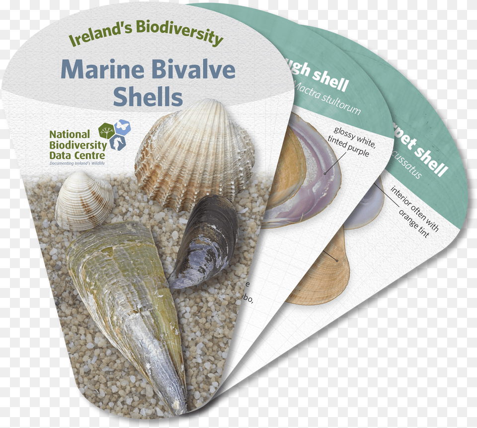 Marine Bivalve Shells Cockle, Animal, Clam, Food, Invertebrate Png