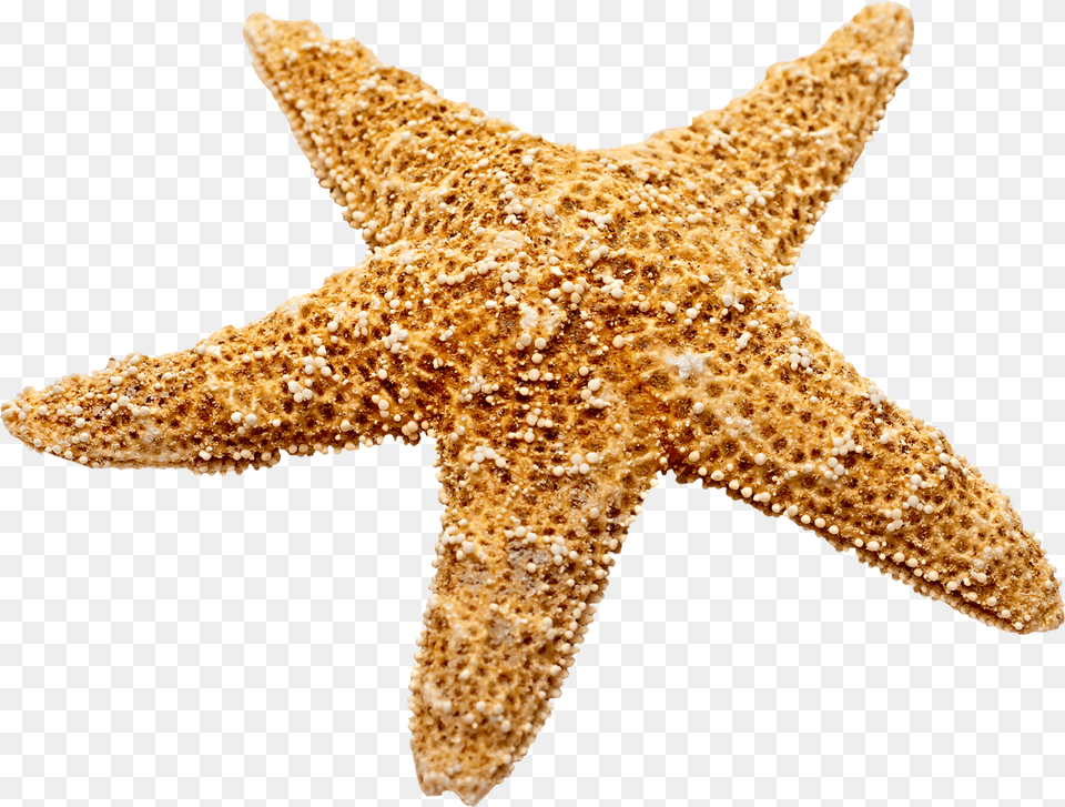 Marine Decoration Starfish Starfish, Animal, Invertebrate, Sea Life Free Transparent Png