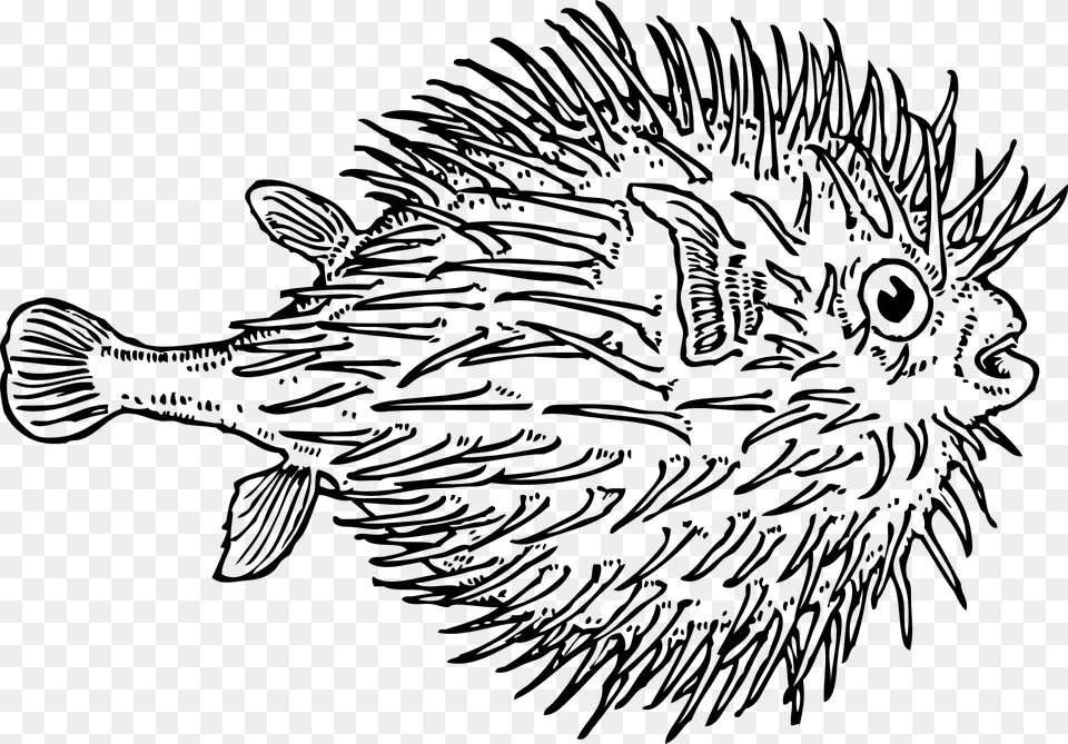 Marine Fish Clipart Puffer Fish Blowfish Black And White, Gray Png