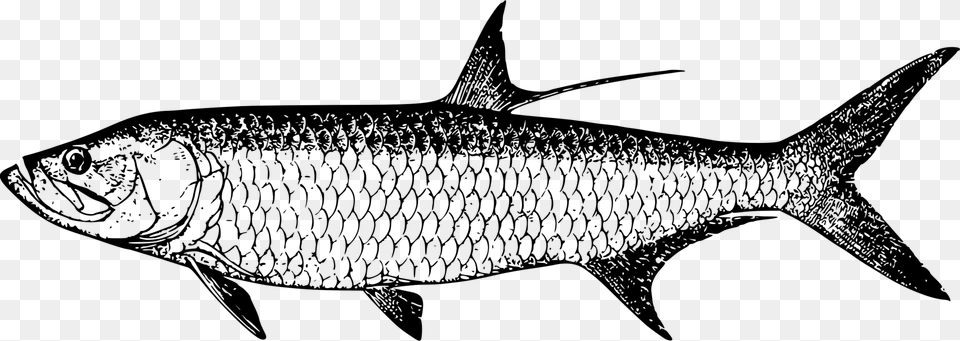 Marine Fish Diagram Of Tarpon Fish, Gray Png Image