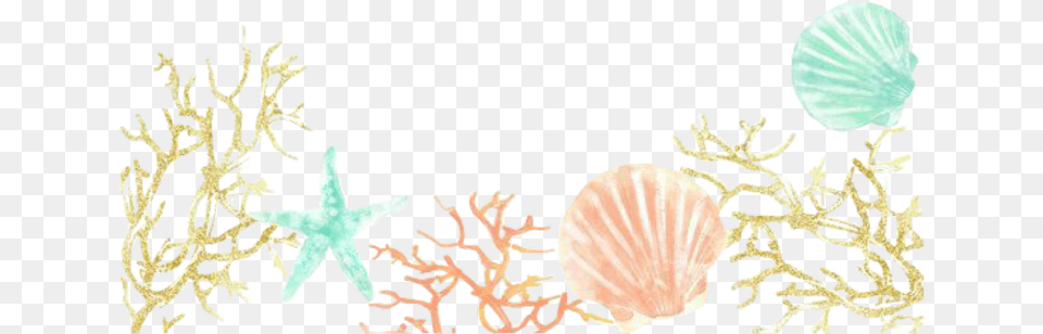 Marine Invertebrates, Animal, Seashell, Sea Life, Invertebrate Free Png