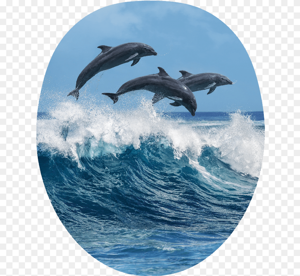 Marine Life, Animal, Dolphin, Sea Life, Mammal Free Png