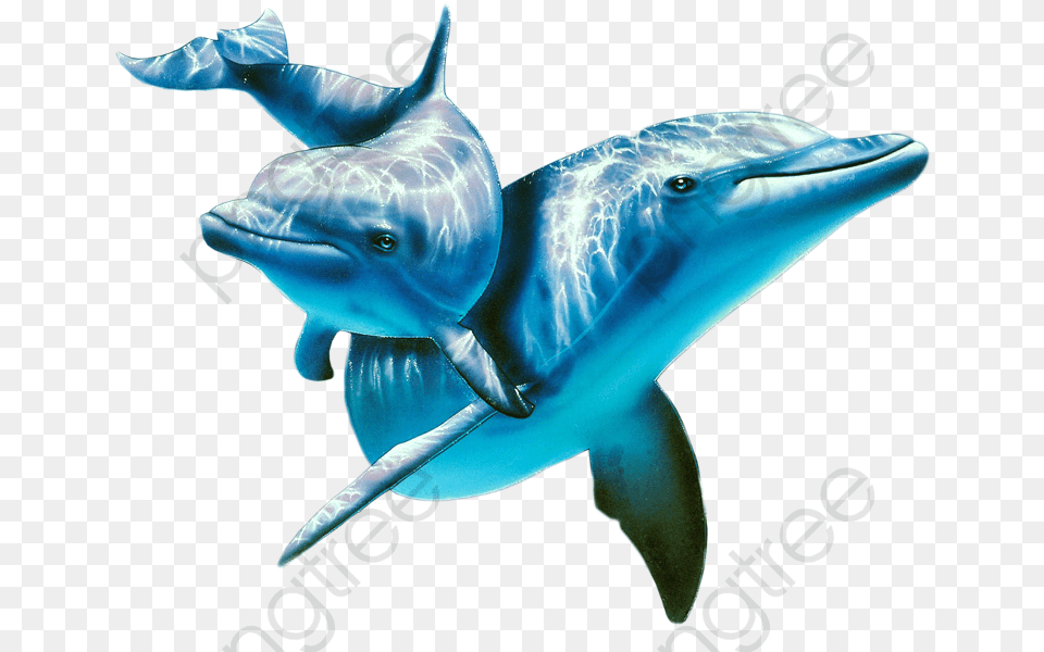 Marine Life Animal Dolphins Under Water Transparent, Dolphin, Mammal, Sea Life, Fish Free Png