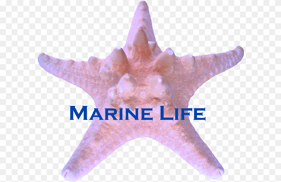 Marine Life Barnstar Starfish, Animal, Sea Life, Invertebrate, Fish Free Png