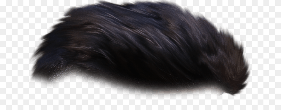 Marine Mammal, Person, Hair Free Png Download