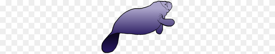 Marine Mammal Clipart, Animal, Baby, Manatee, Person Png Image