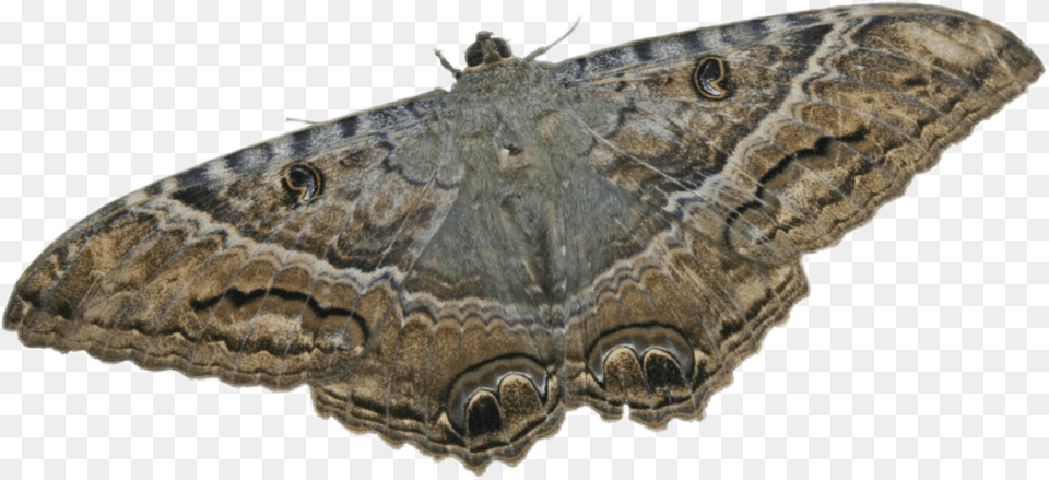Maripos Ascalapha Odorata, Animal, Butterfly, Insect, Invertebrate Free Transparent Png