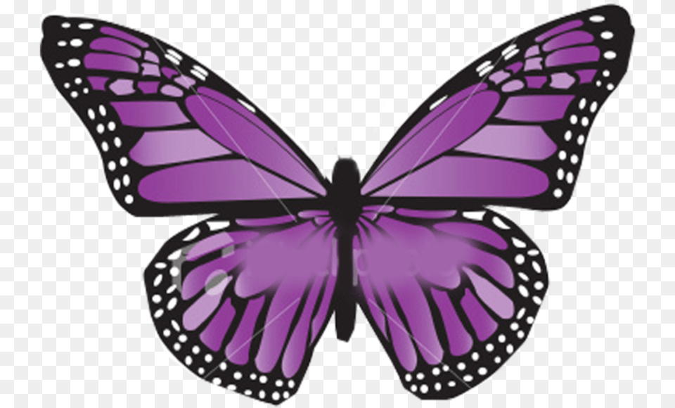Mariposa 8 Image Monarch Butterflies Clipart, Purple, Animal, Butterfly, Insect Free Png