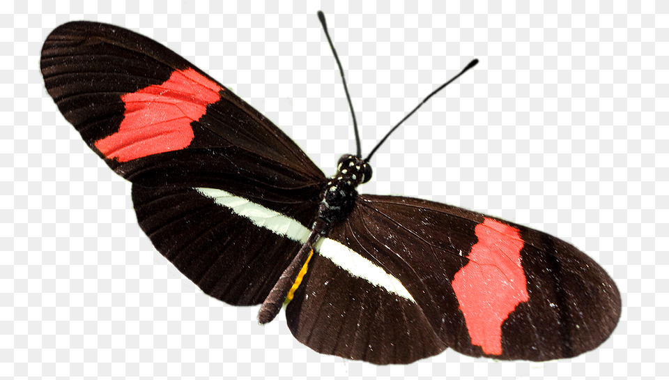 Mariposa De La Especie Heliconius Eratus Petiverana Mariposa Heliconius Erato, Animal, Insect, Invertebrate, Butterfly Free Transparent Png