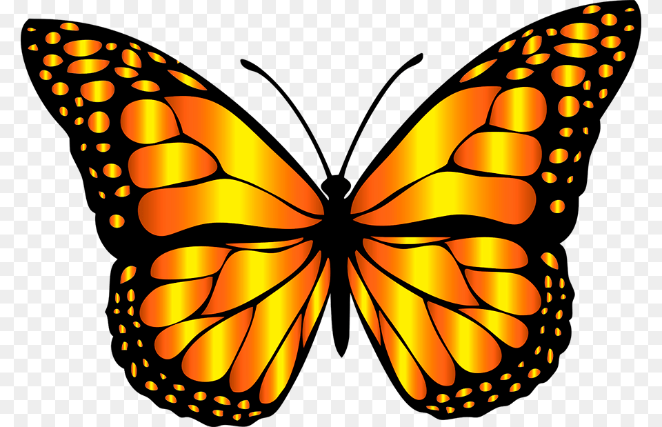 Mariposa Monarca Different Colors Of Butterfly, Animal, Insect, Invertebrate, Monarch Png Image