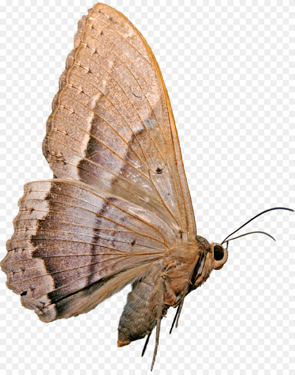 Mariposa Nocturna Mariposas Nocturnas, Leaf, Plant, Weed, Animal Free Png