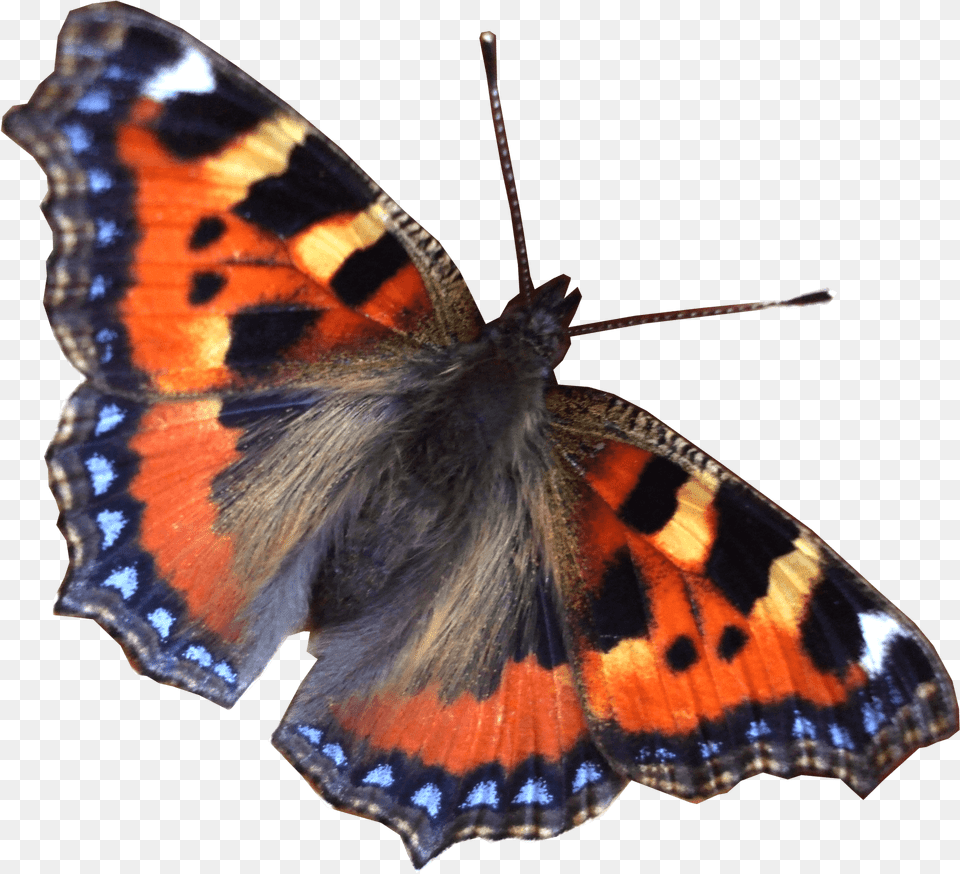 Mariposa Volando Derecho Real Butterfly Transparent, Animal, Insect, Invertebrate Png Image