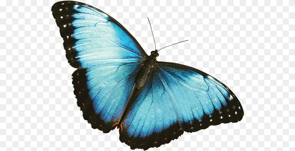 Mariposas Azul Rey Blue Butterfly Transparent Background, Animal, Insect, Invertebrate Png
