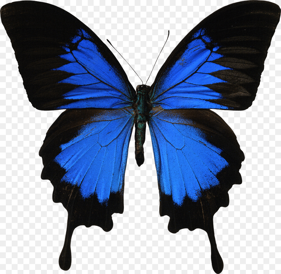 Mariposas Azules, Animal, Butterfly, Insect, Invertebrate Png