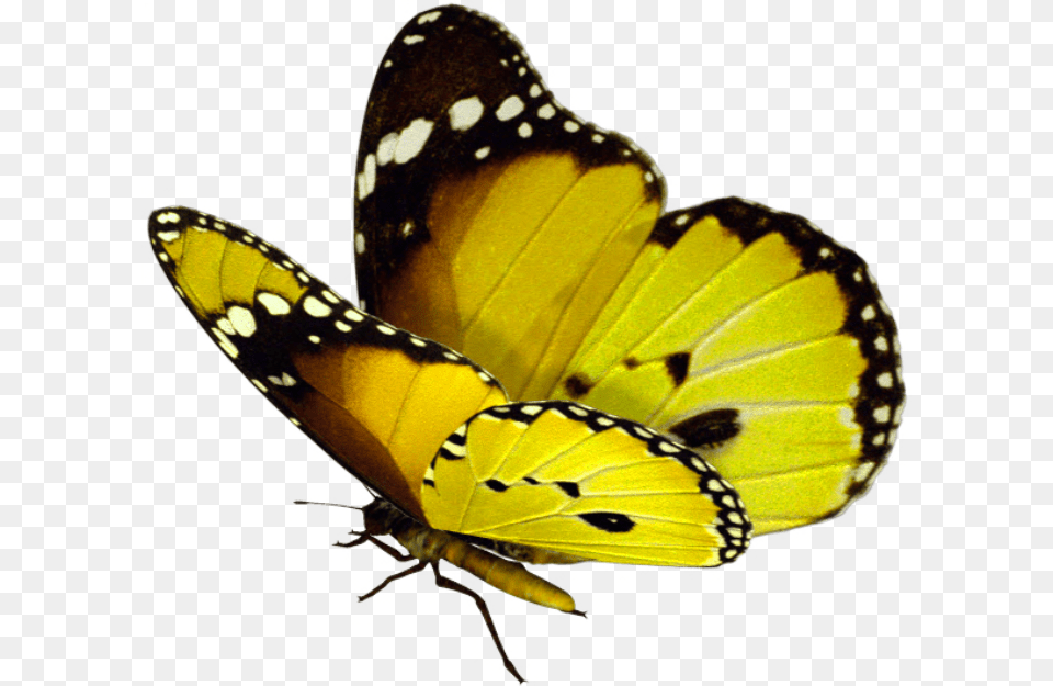 Mariposas Azules, Animal, Insect, Invertebrate, Butterfly Png