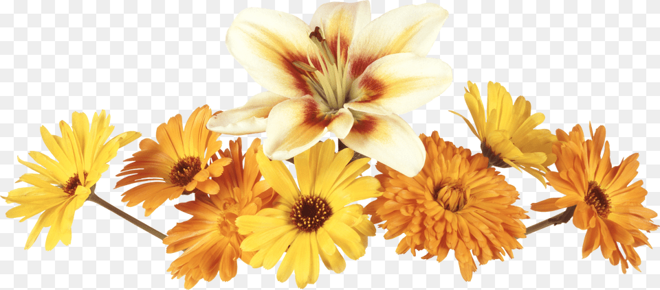 Mariposas Buscar Con Google Kartinki Ne Za, Anther, Daisy, Flower, Petal Png Image