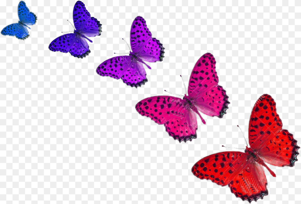 Mariposas Colores Mariposas De Colores, Animal, Butterfly, Insect, Invertebrate Free Png