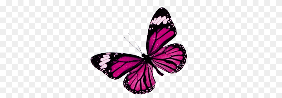 Mariposas En Image, Purple, Animal, Butterfly, Insect Free Png