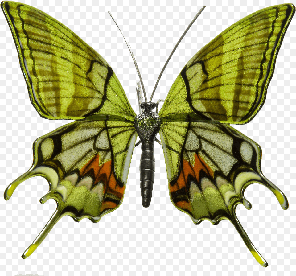 Mariposas En Peligro De Extincion Transparent Cartoons Endangered Rare Butterfly Species, Animal, Insect, Invertebrate, Moth Png