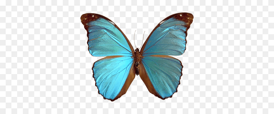 Mariposas Imagen Transparente, Animal, Butterfly, Insect, Invertebrate Free Transparent Png