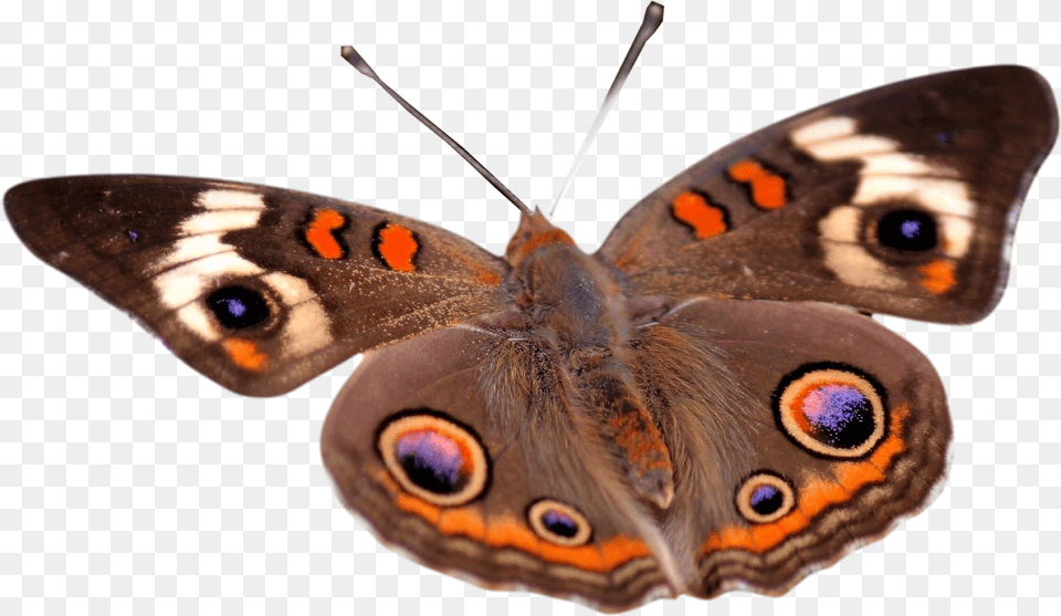 Mariposas Imagenes En Con Fondo Transparente, Animal, Butterfly, Insect, Invertebrate Free Png