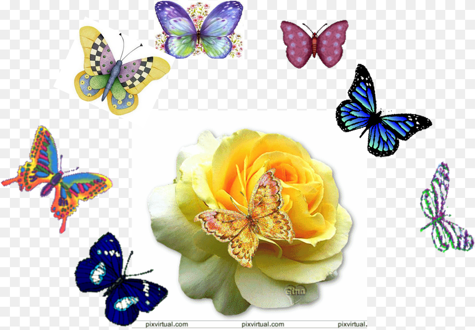 Mariposas J Rose Gif, Plant, Flower, Collage, Art Png Image