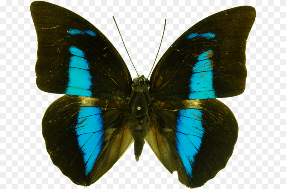 Mariposas Mancha, Animal, Butterfly, Insect, Invertebrate Png Image