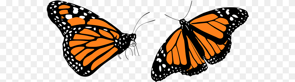Mariposas Monarcas Butterflies Clipart, Animal, Butterfly, Insect, Invertebrate Png Image