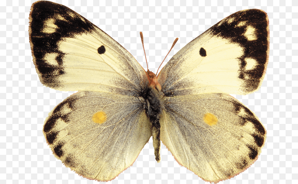 Mariposas Para Photoshop Pale Clouded Yellow Butterfly, Animal, Insect, Invertebrate, Moth Png Image